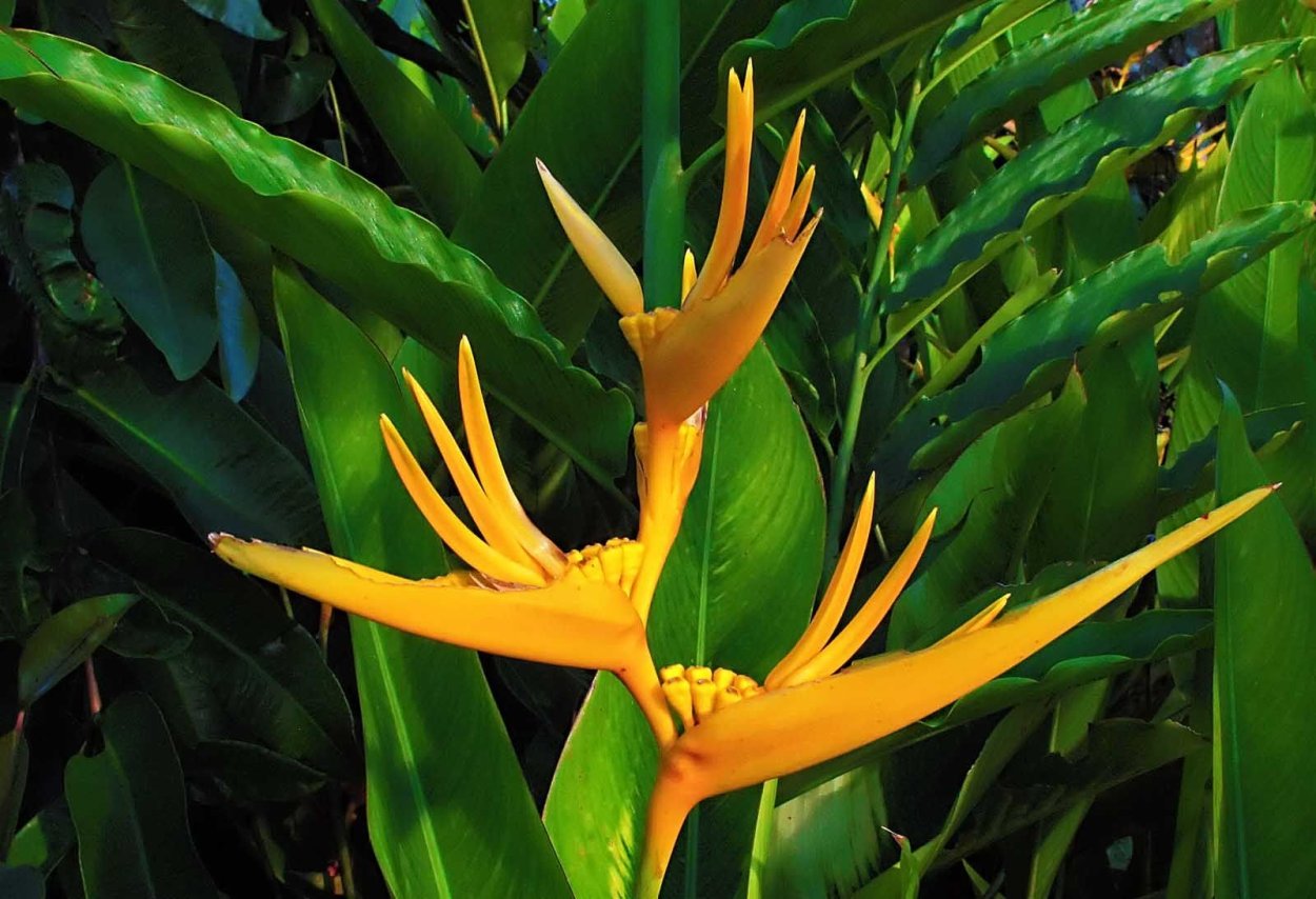 Цветок дракона растение