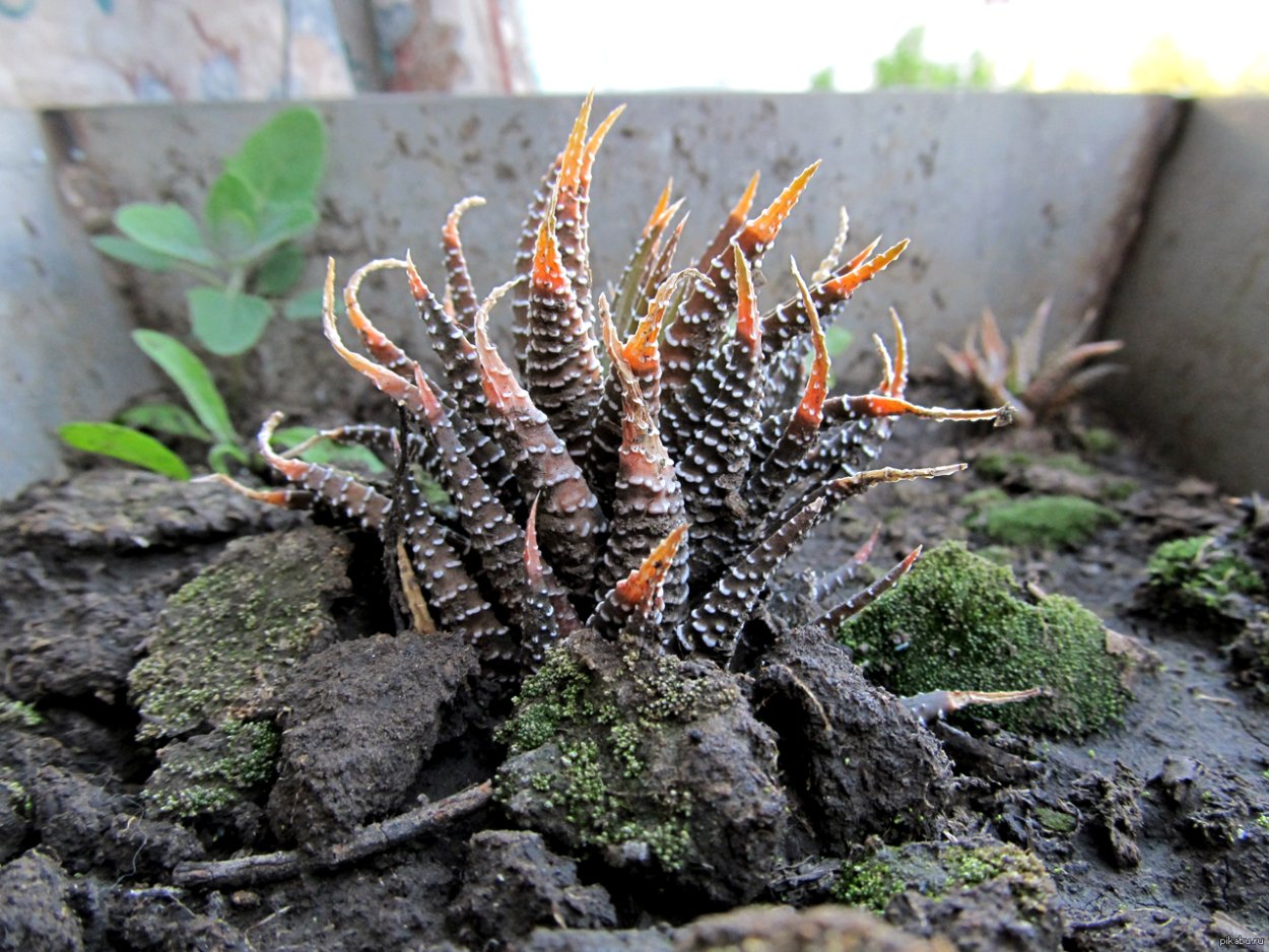 Суккулент Драконий хвост