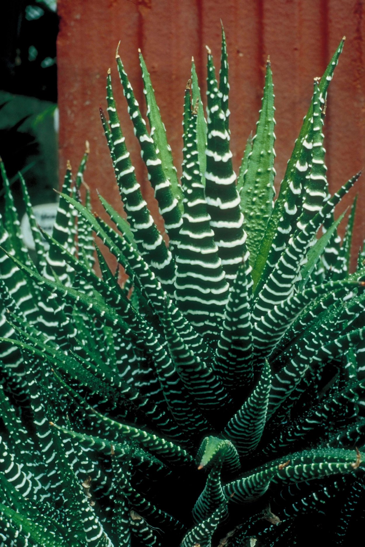 Суккуленты крокодильчики