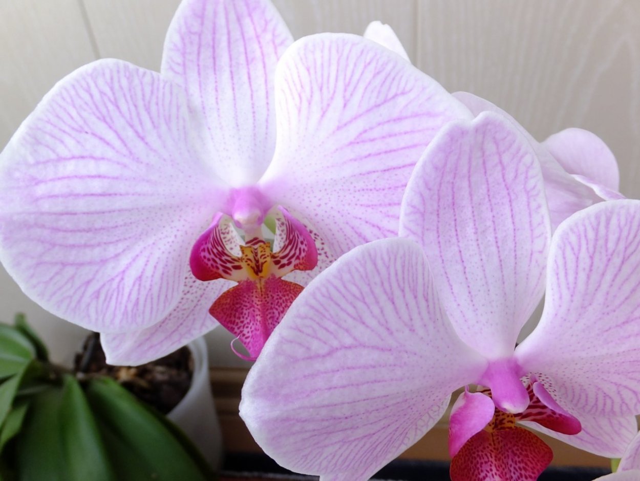 Орхидея алладин кисс