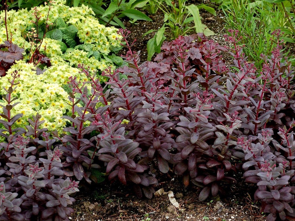 Очиток цитрус Твист