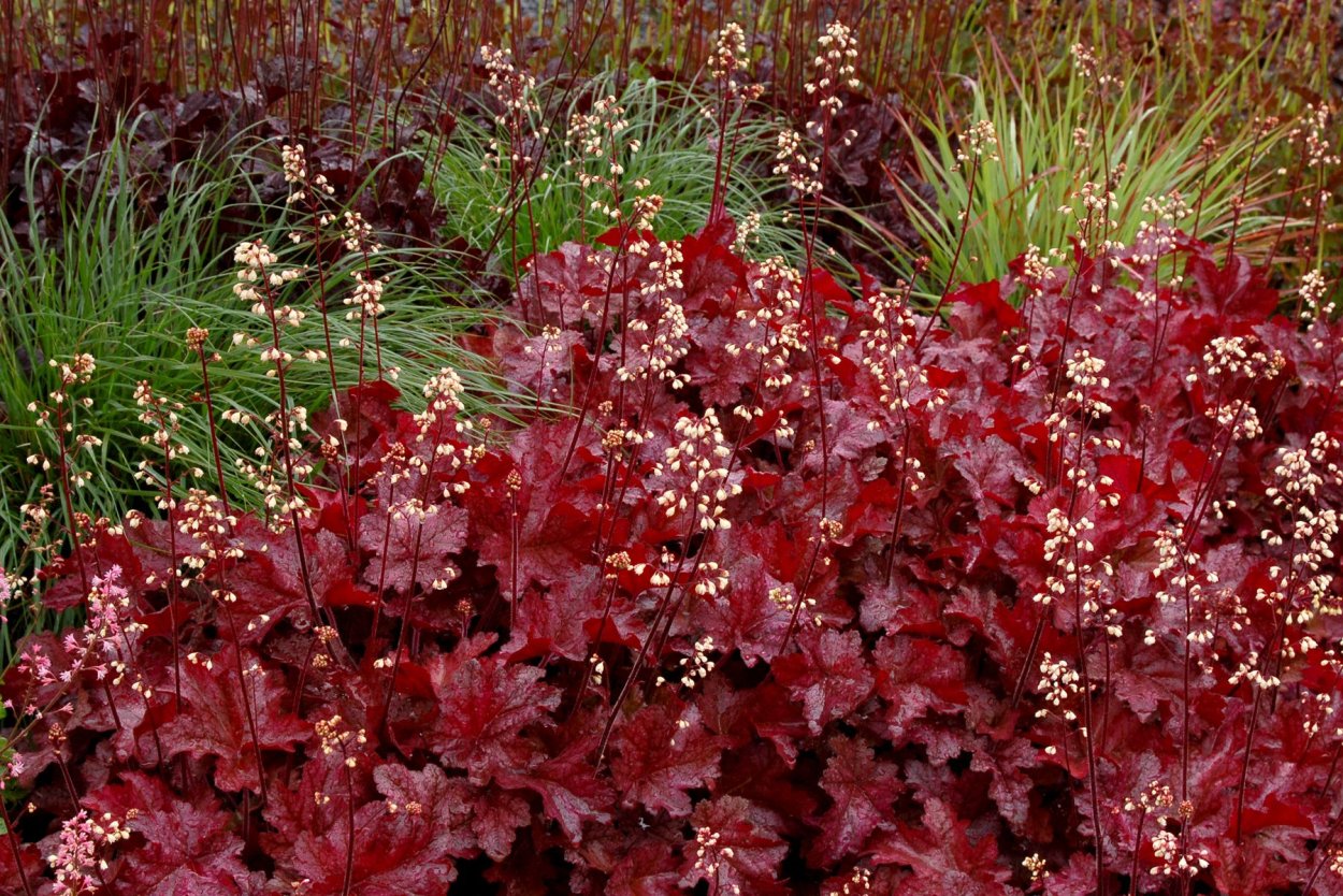 Гейхера краснолистная