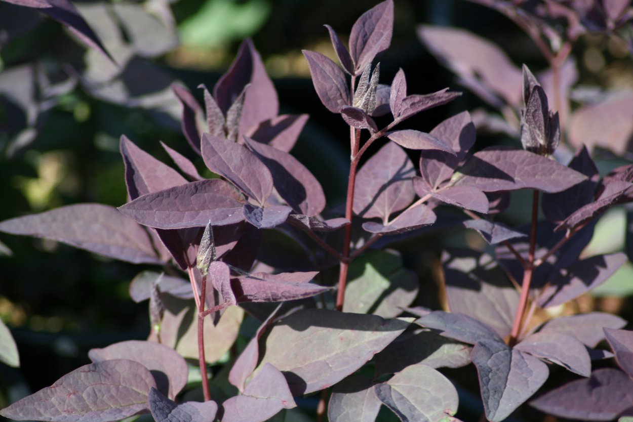 Клематис прямой Пурпуреа