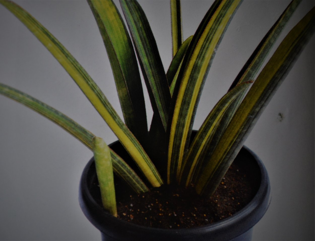 Сансевиерия Звездная игуана