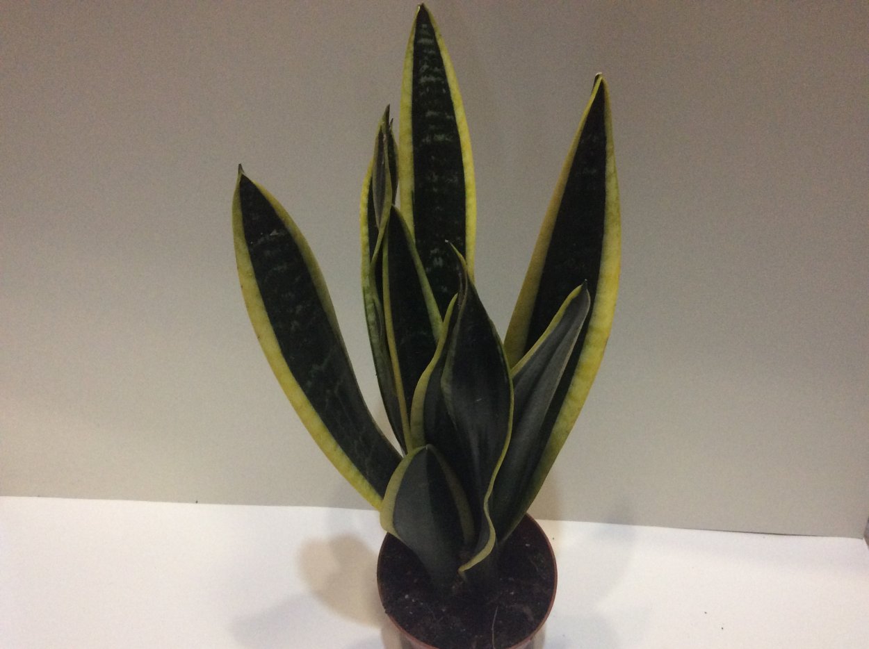 Сансевиерия Муншайн Блэк