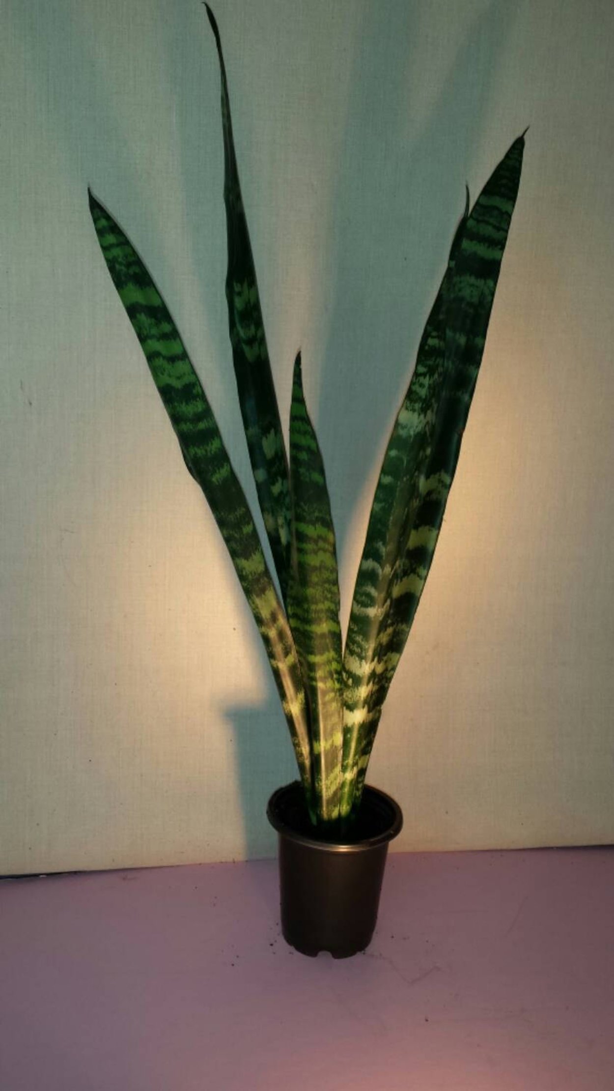Сансевиерия Блэк Тайгер