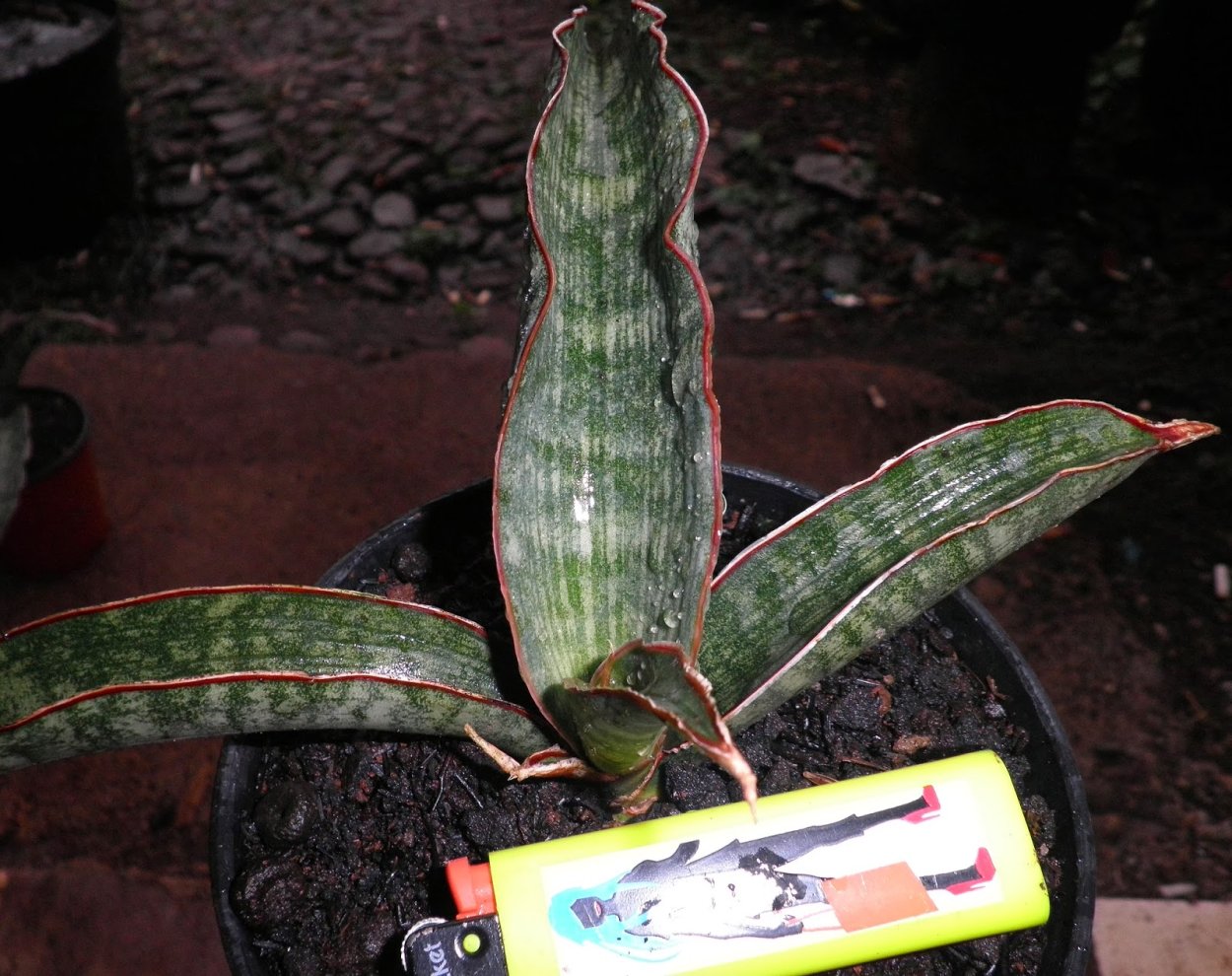 Фото сансевьеры размножения