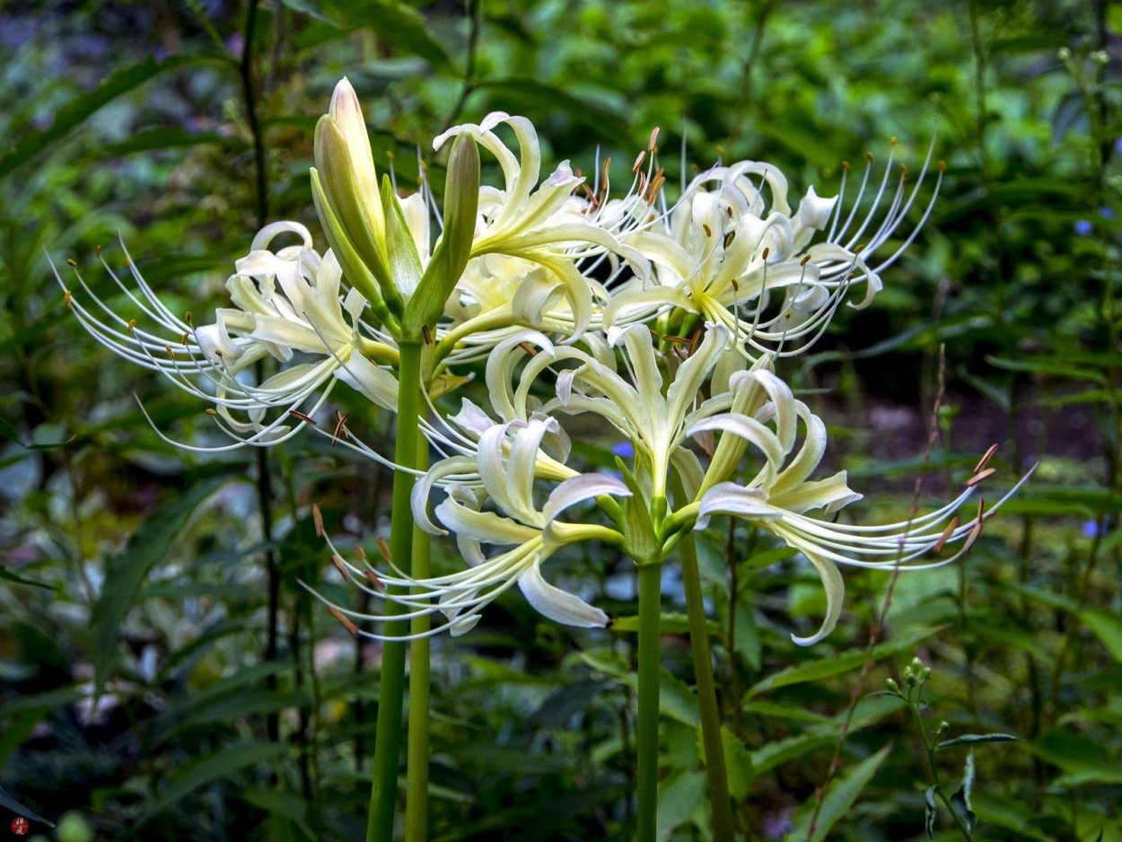 Ликорис желтый