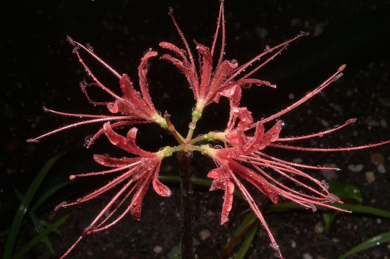 Ликорис цветок