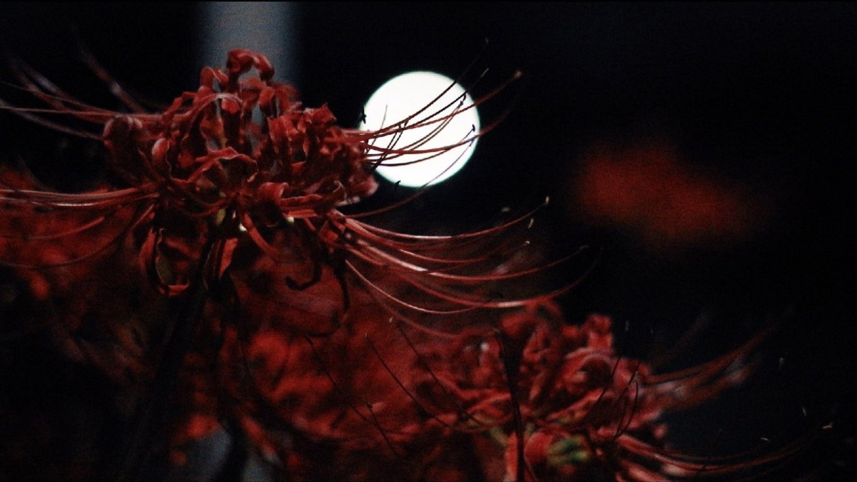 Цветок предвестник смерти