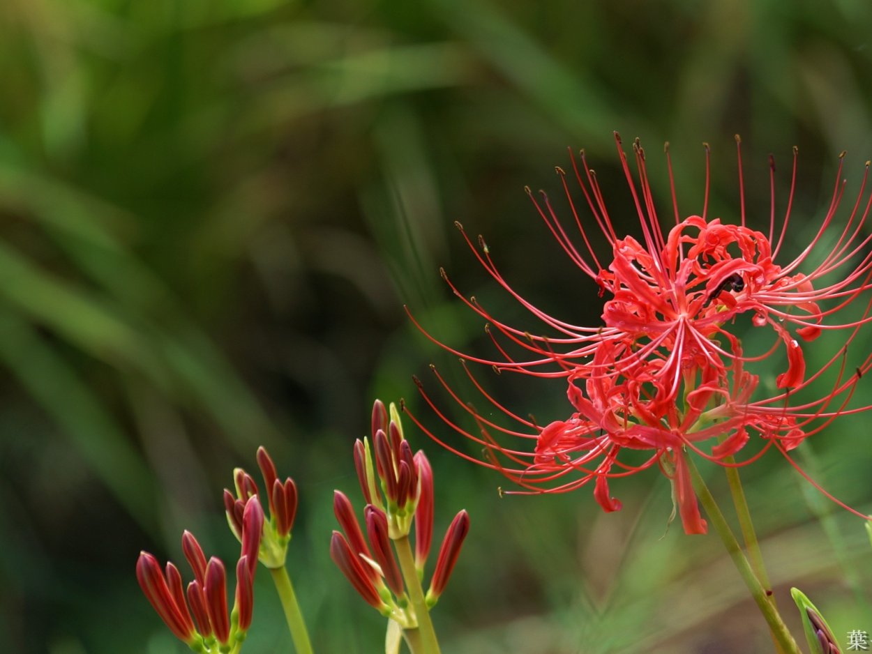 Ликорис Лучистый (Lycoris Radiata)