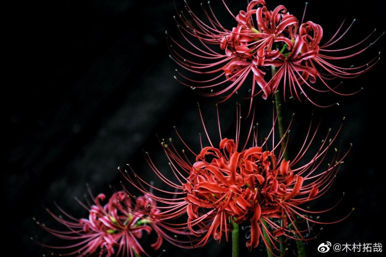 Аббатство ликорис