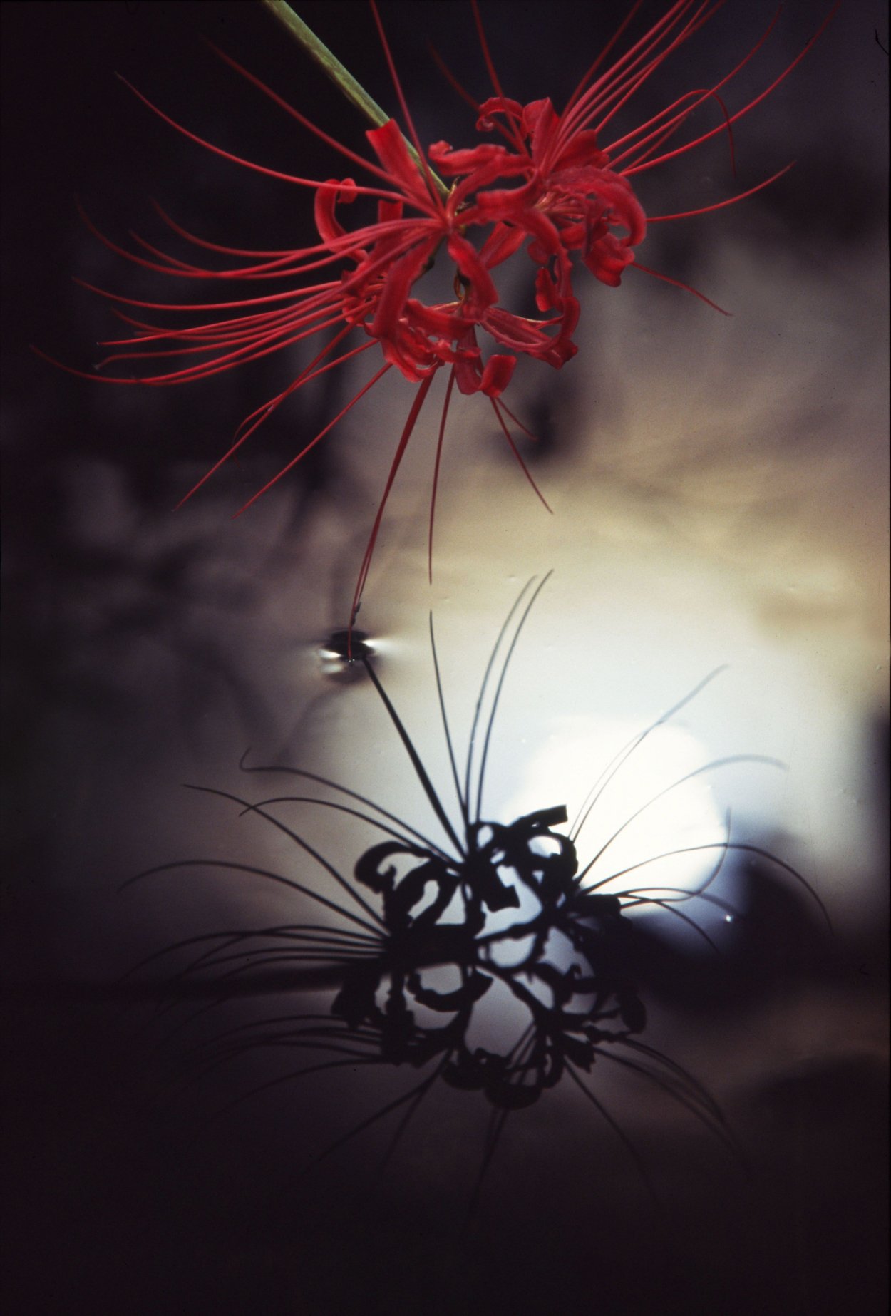 Ликорис кроваво-красный