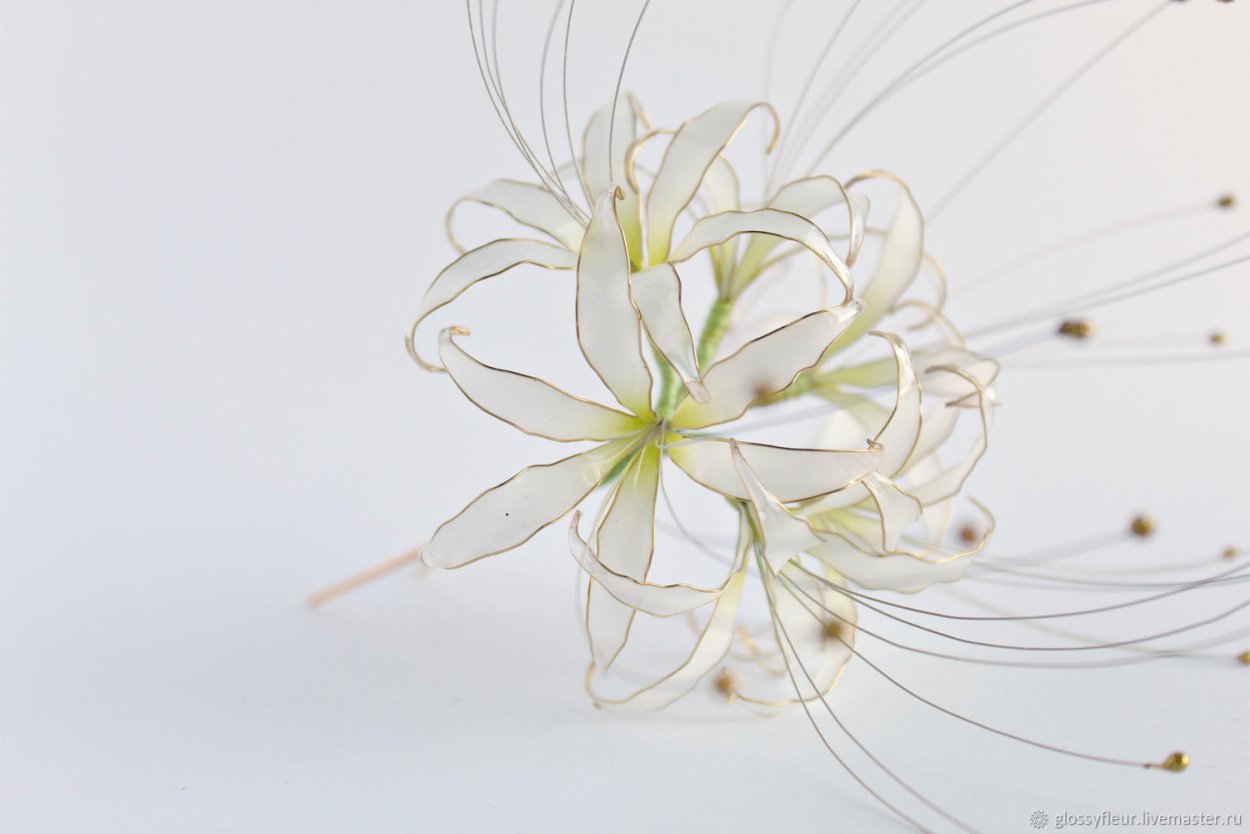 Ликорис Радиата белый