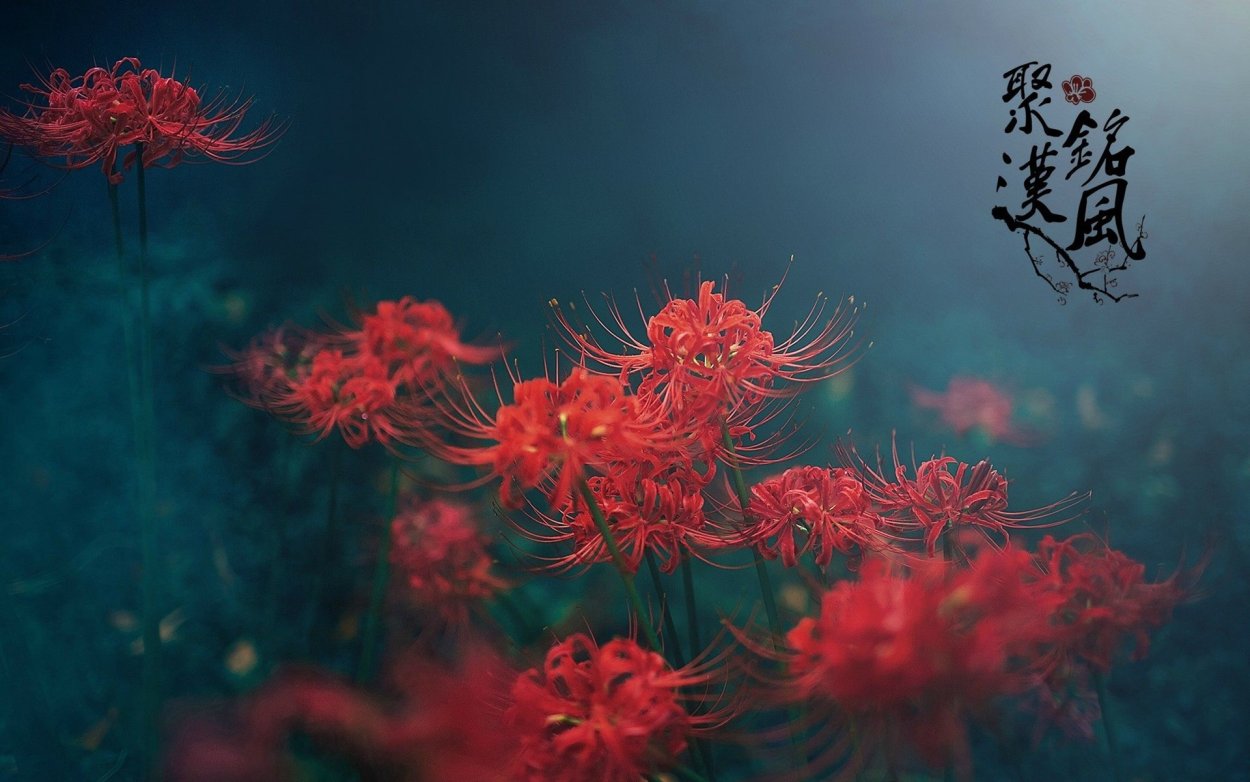 Хиганбана ликорис Эстетика