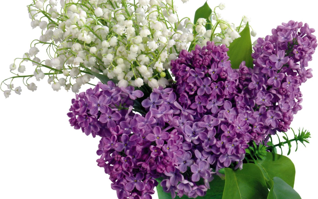 Букет сирени