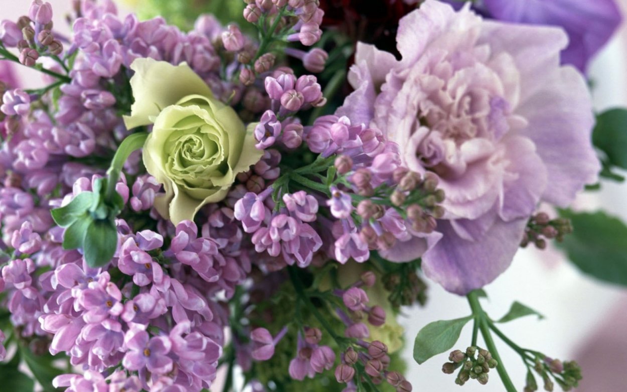 Сирень Кэнди Роуз