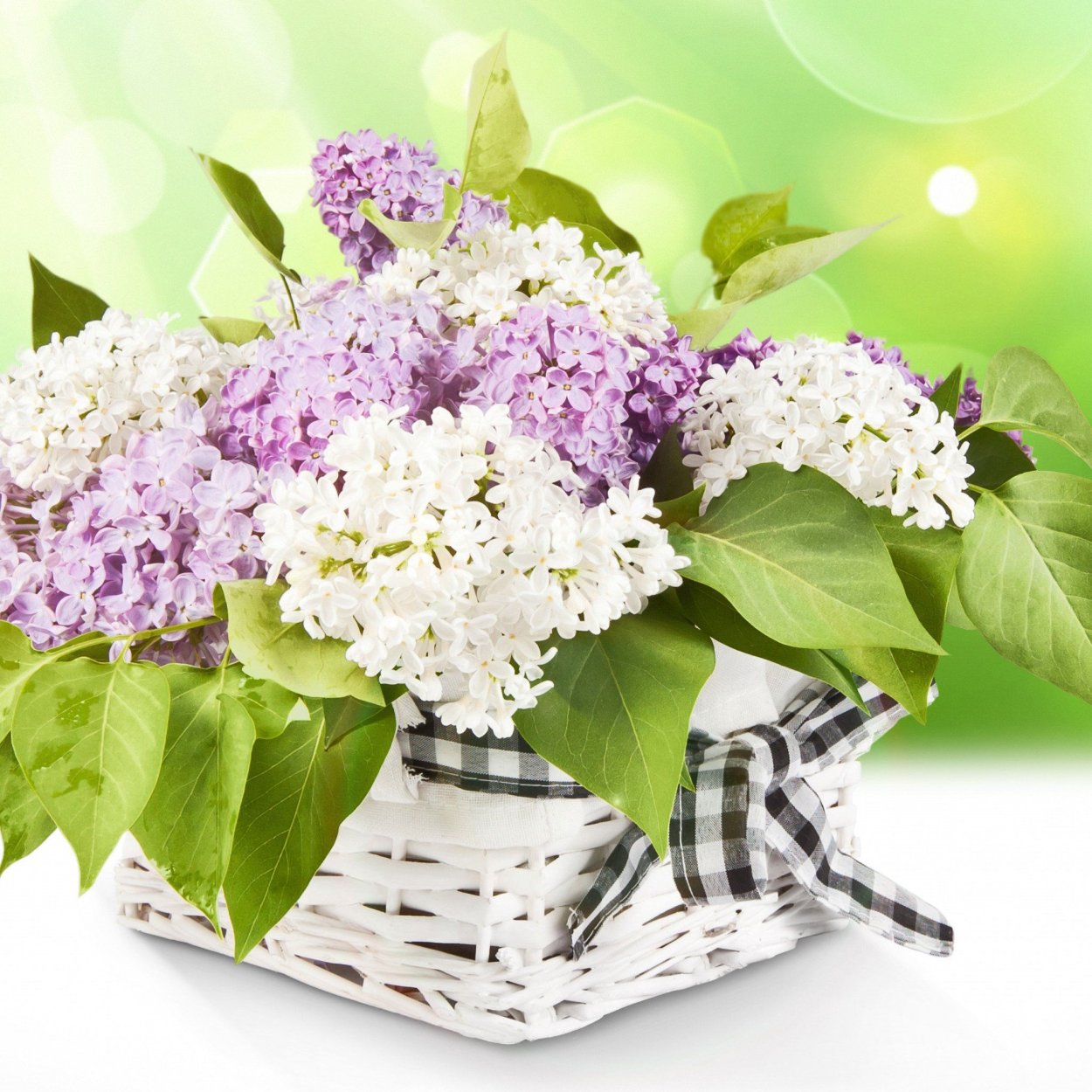 Сирень белая с ленточкой