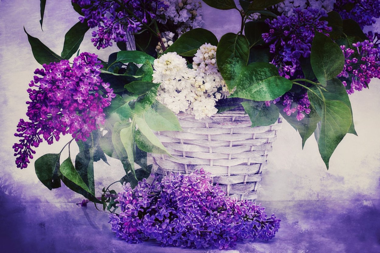 Лиловая сирень