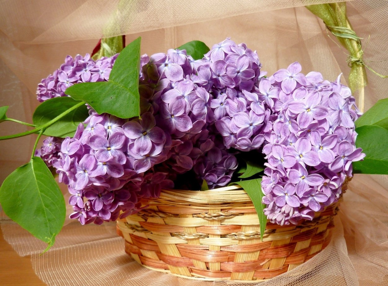 Сирень в корзине