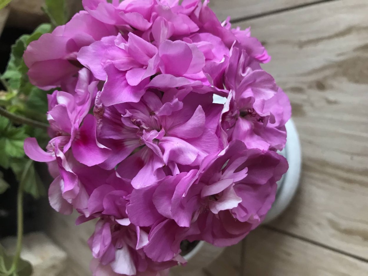 Ю сиреневый туман пеларгония