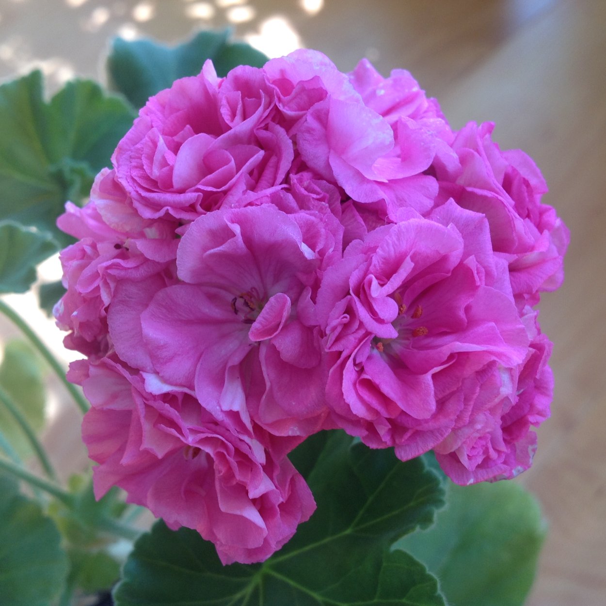 Королевская розебудная махровая пеларгония