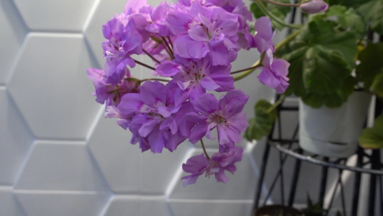 Пеларгония сиреневый туман