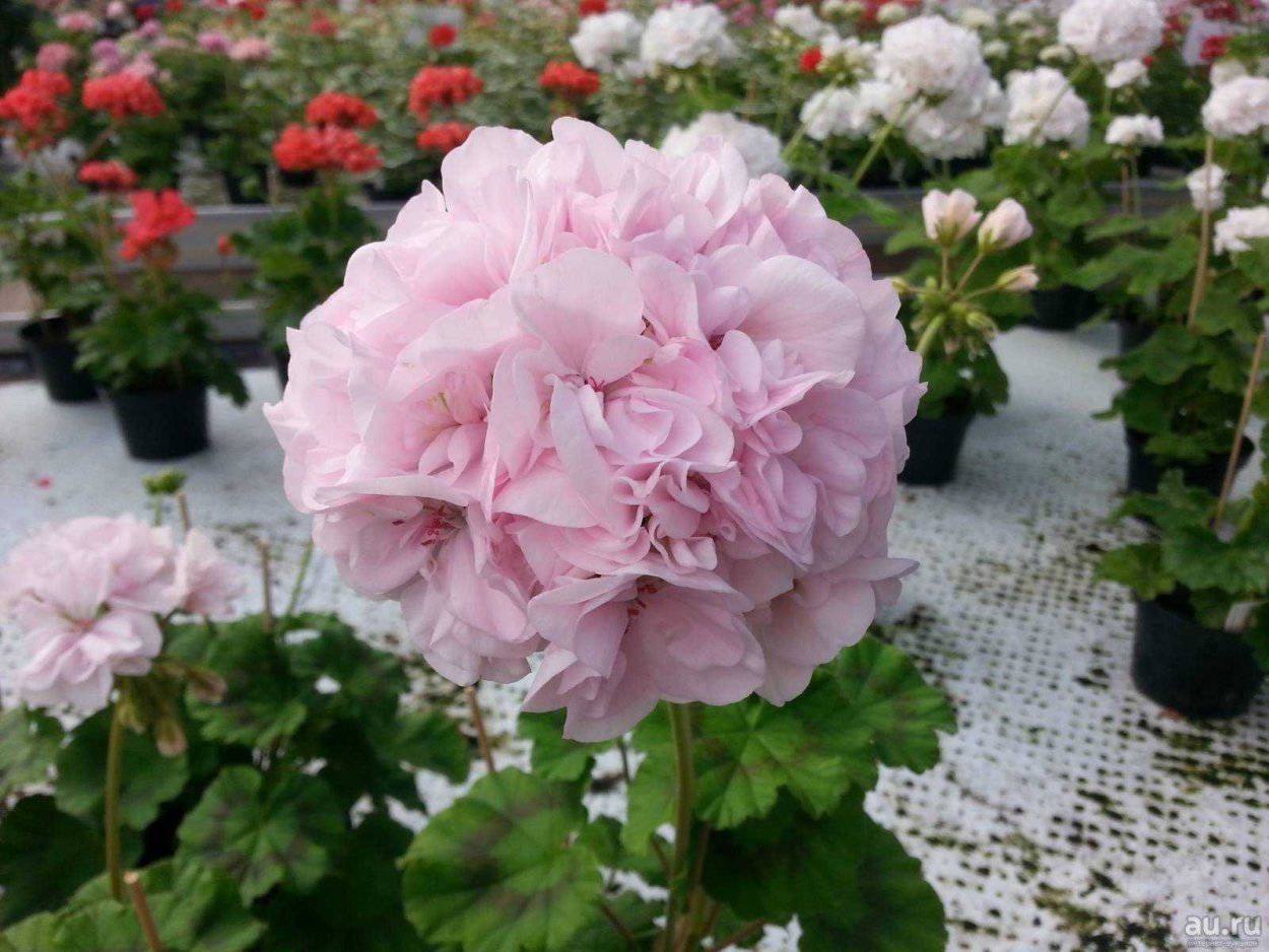 Пеларгония норрангенс леди