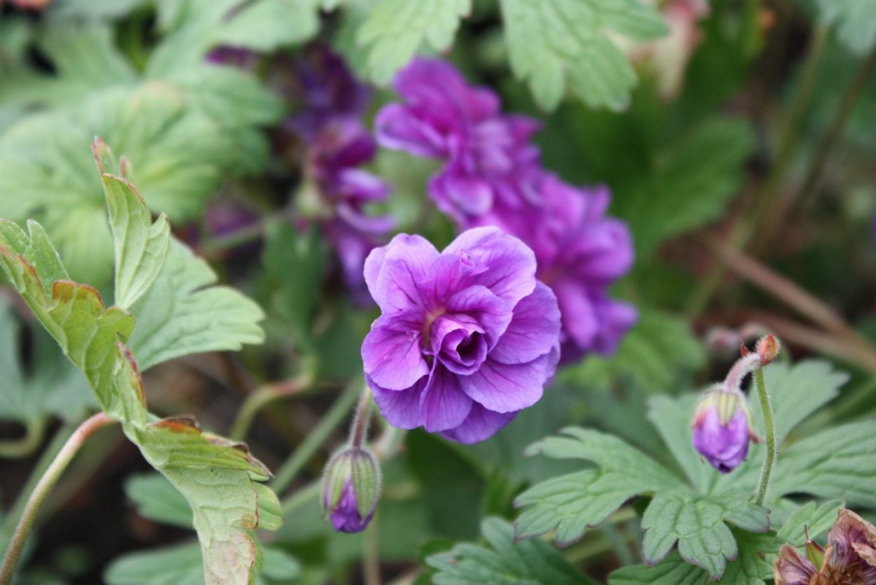 Герань Луговая пленум Виолацеум