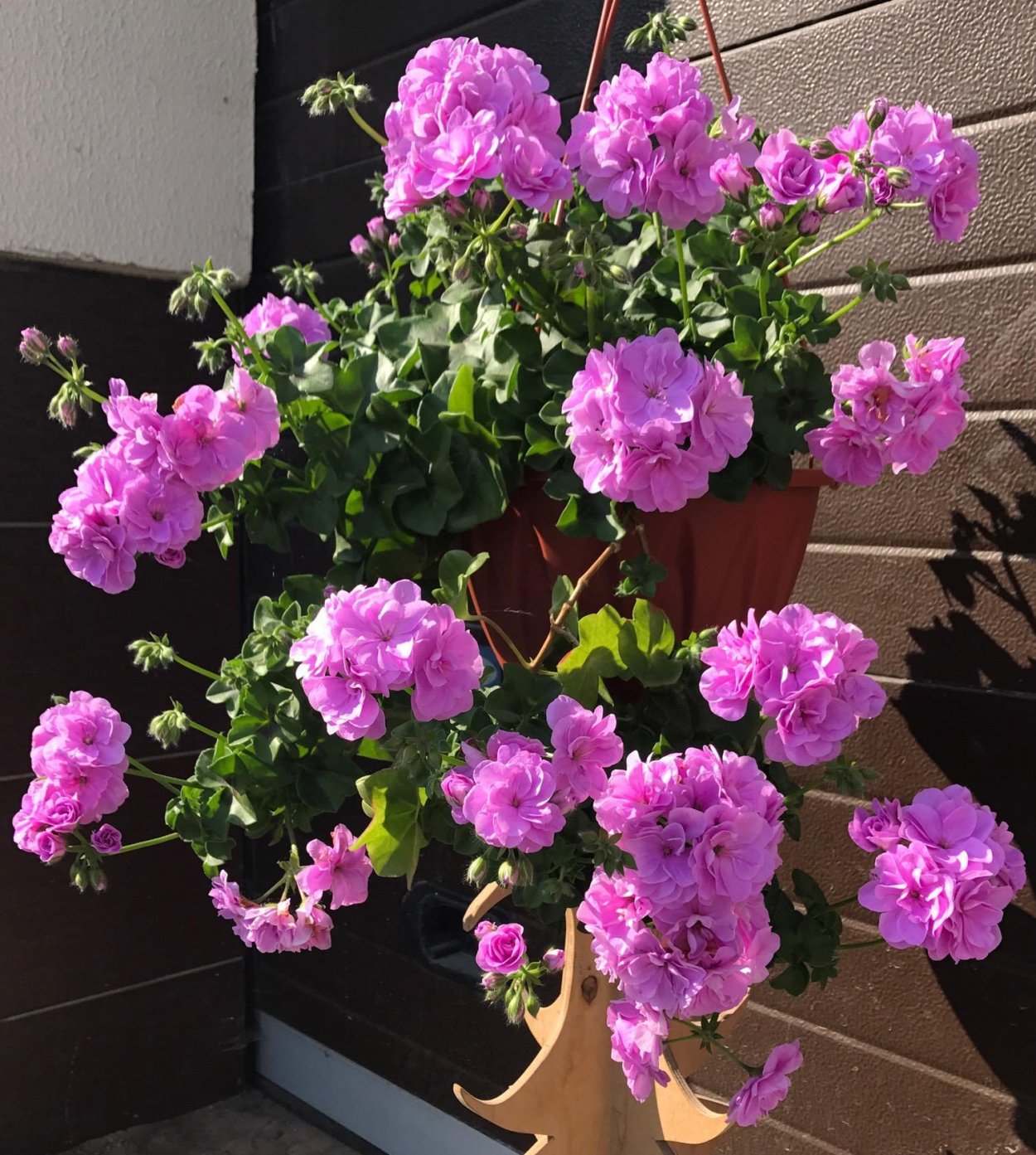 Пеларгония Лилак Роуз плющелистная