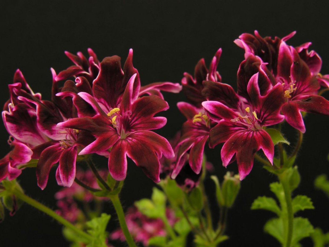 Jer Rey пеларгония