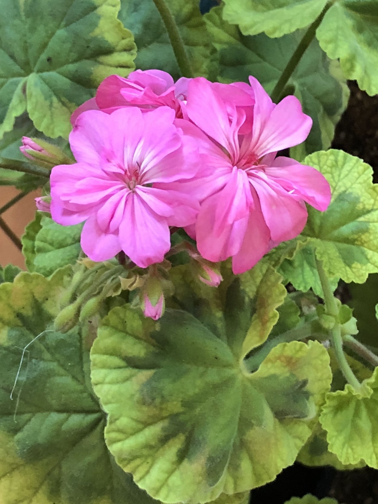 Пеларгония Варайн