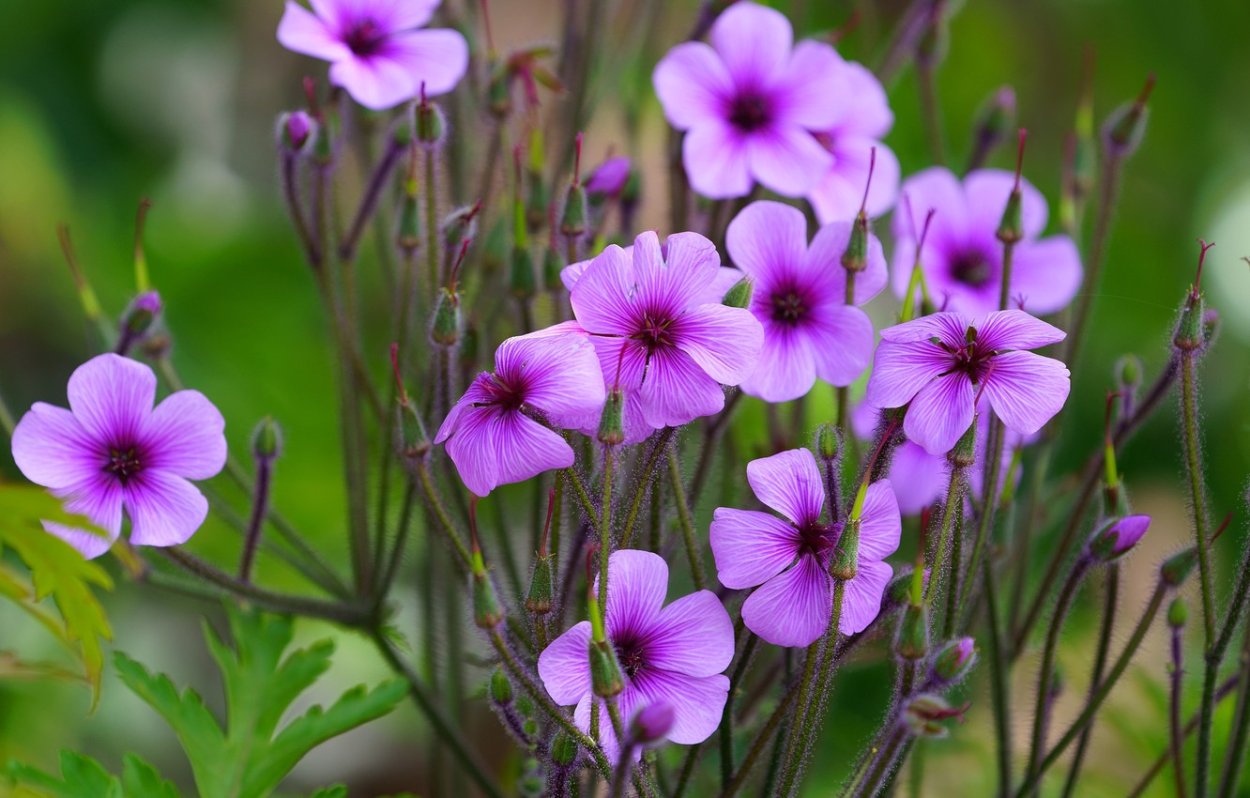 Герань Луговая розовая