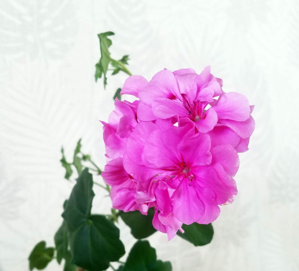 Пеларгония сиреневый рассвет