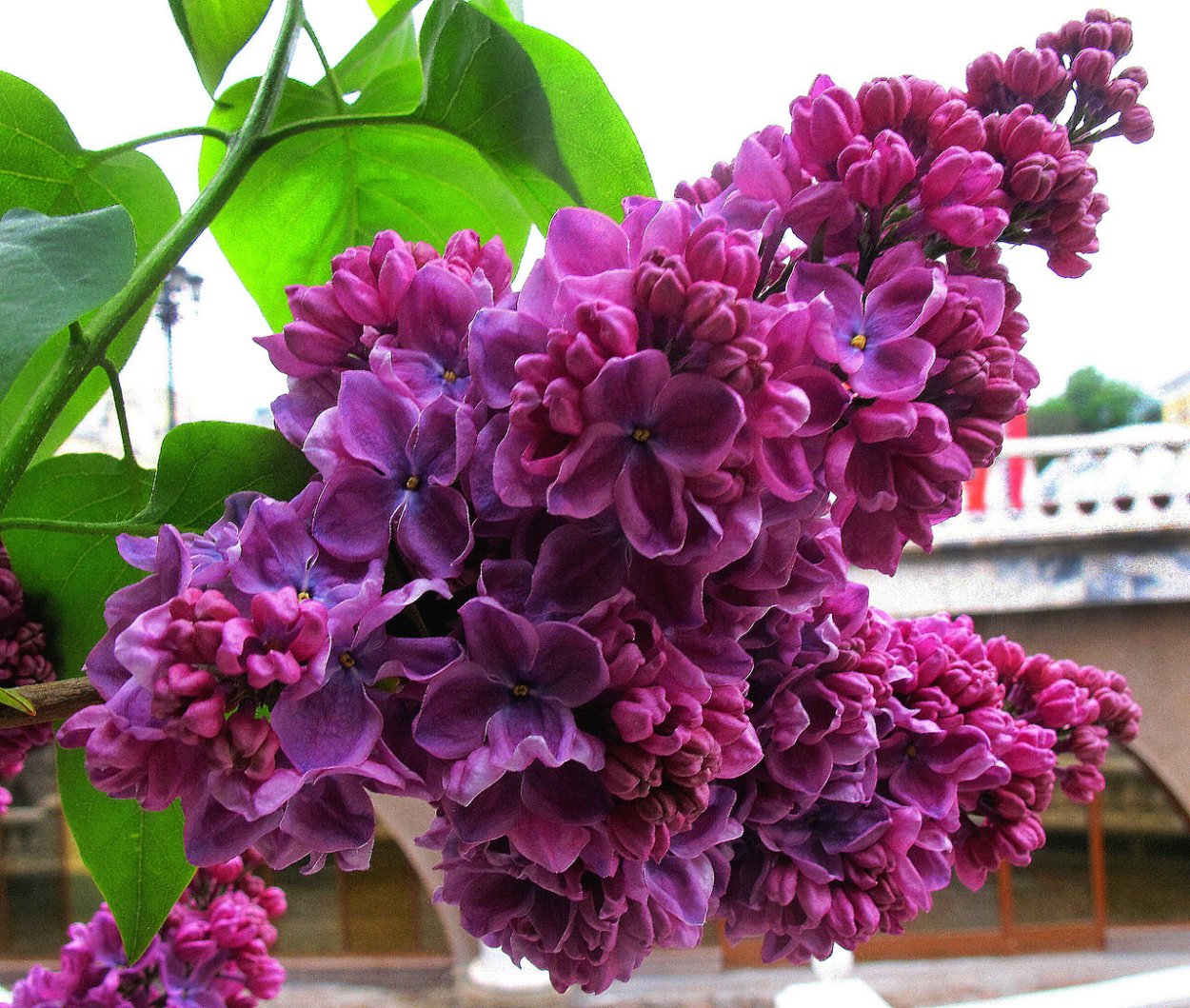 Герань сиреневый туман