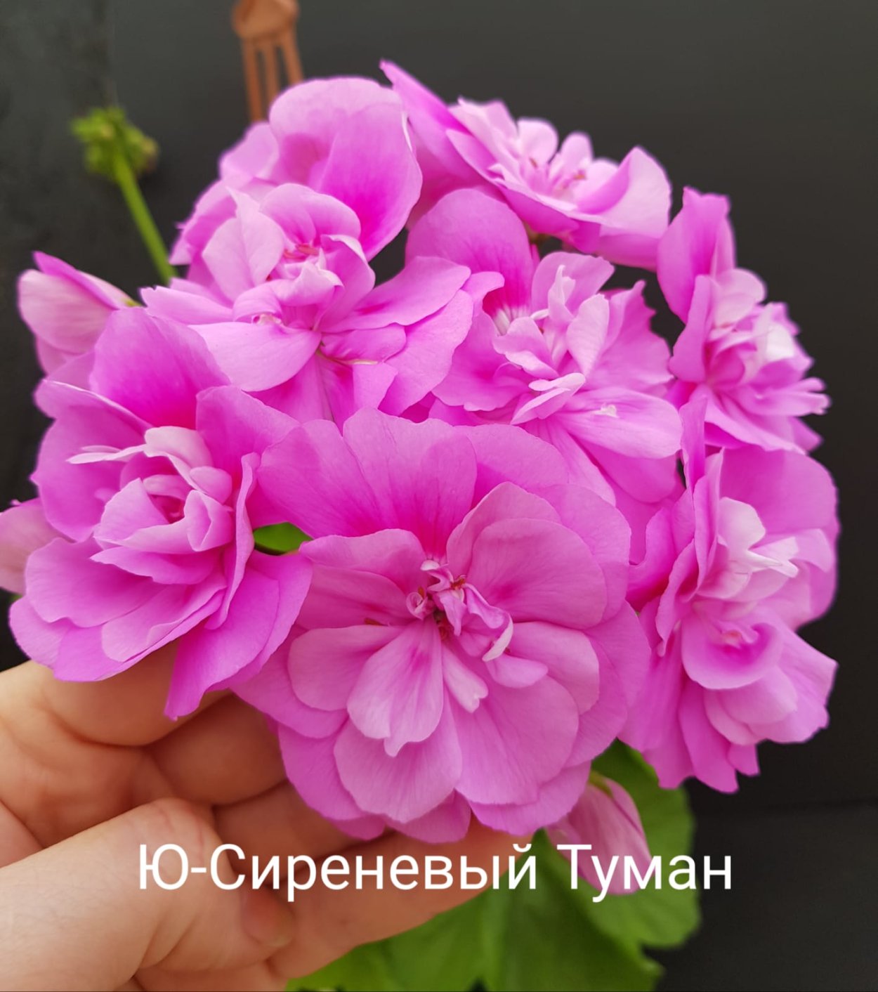 Ю сиреневый туман пеларгония