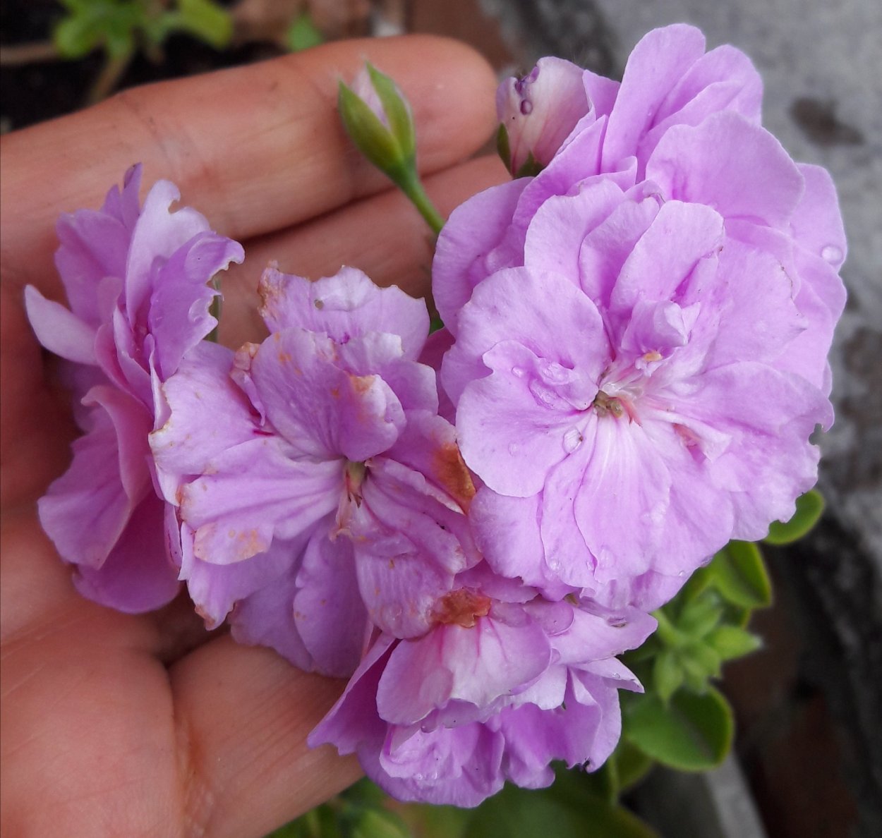 Пеларгония ako's farmor