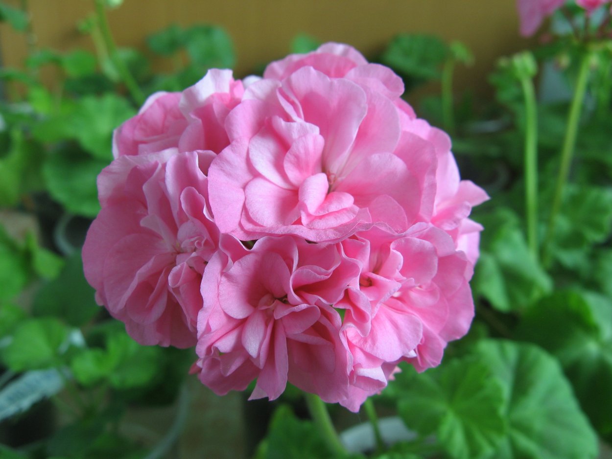 Пеларгония Фру Фру