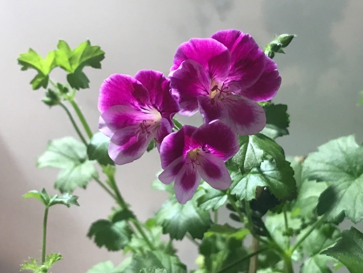 Пеларгония Pac ANGELEYES Viola