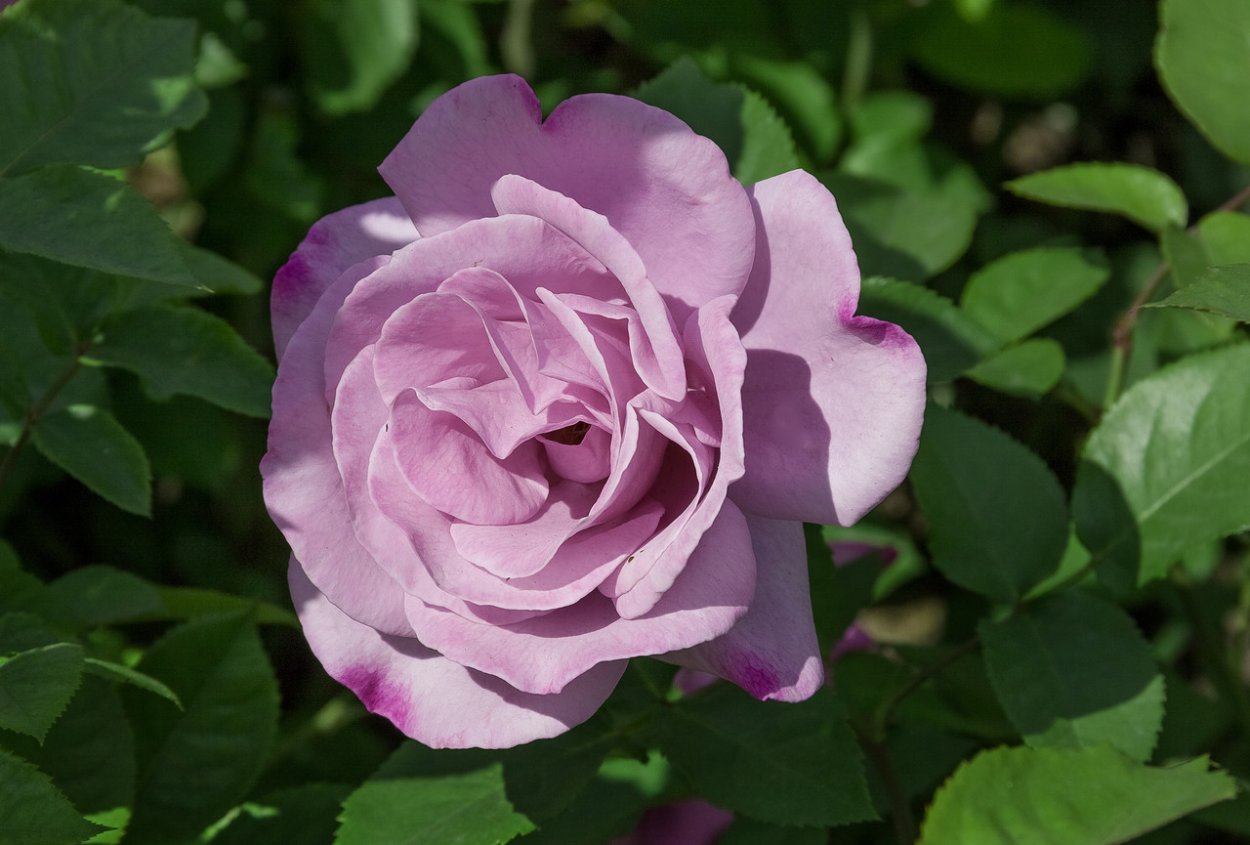 Роза загадка фото