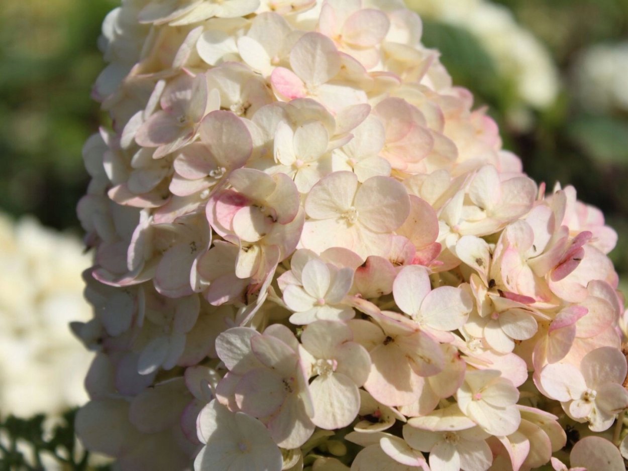 Метельчатая гортензии Перл