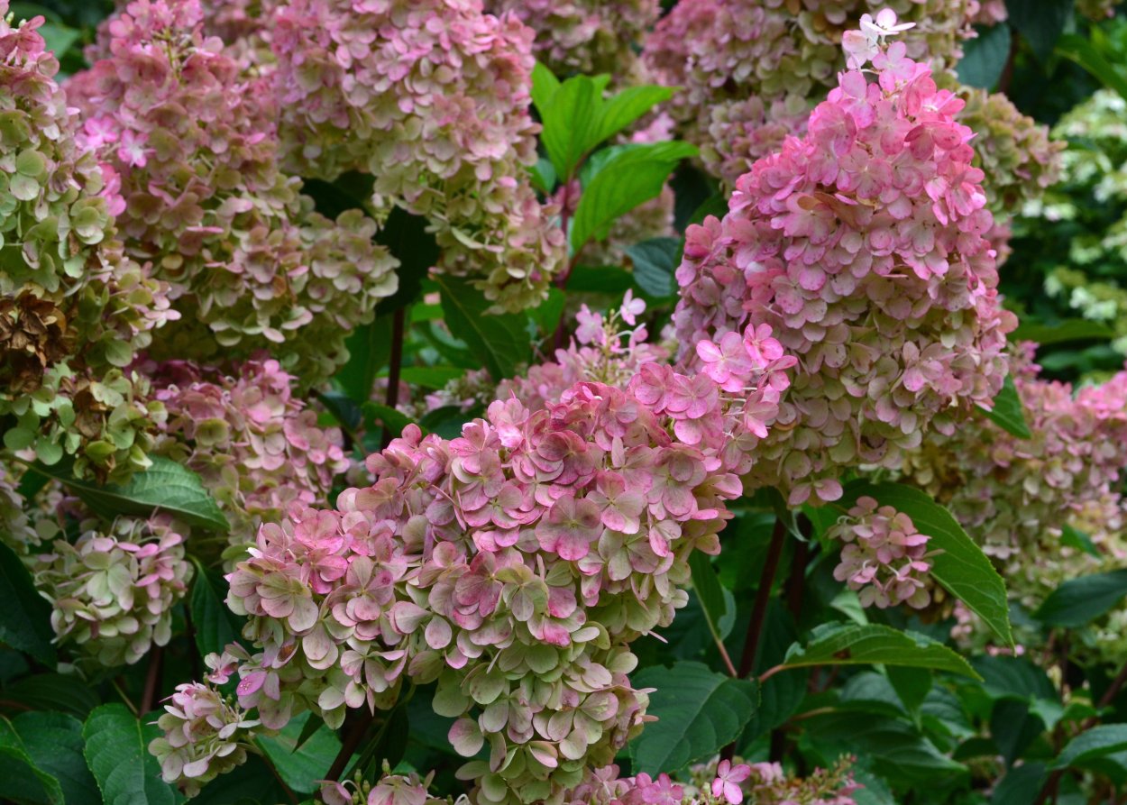 Гортензия Перл де Отум