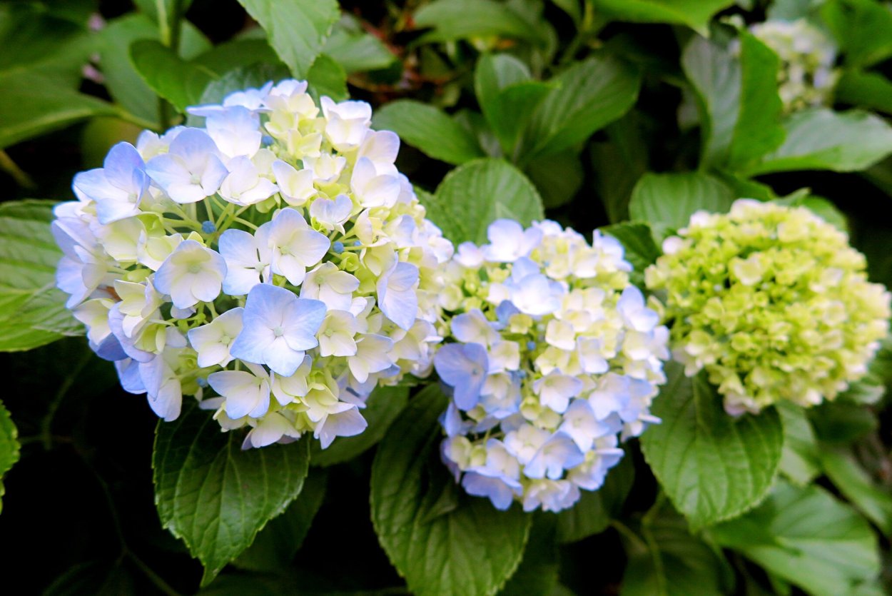 Гортензия Спарклинг