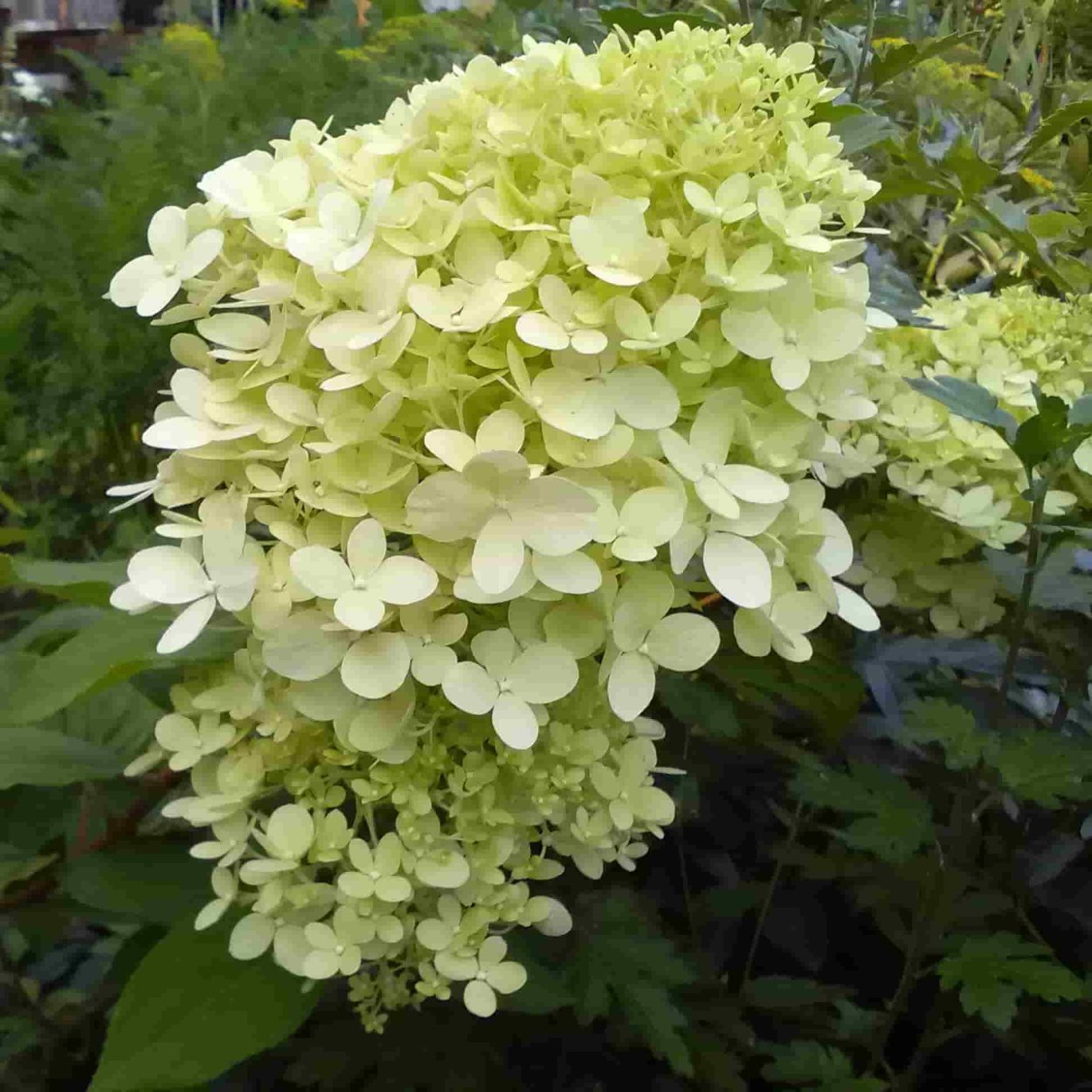 Гортензия метельчатая Перл де фестиваль