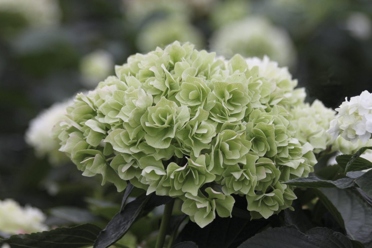 Гортензия крупнолистная зеленая