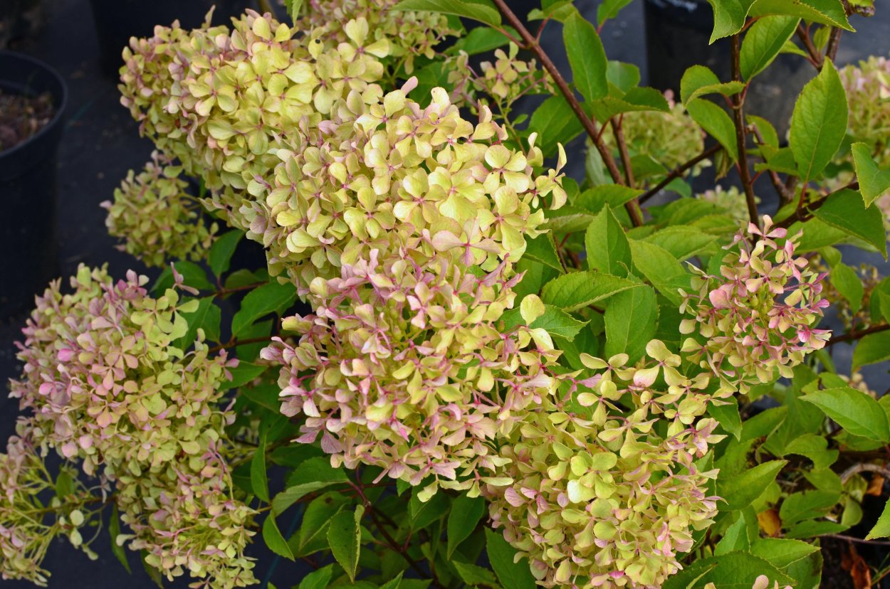 Гортензия метельчатая Перл де фестиваль