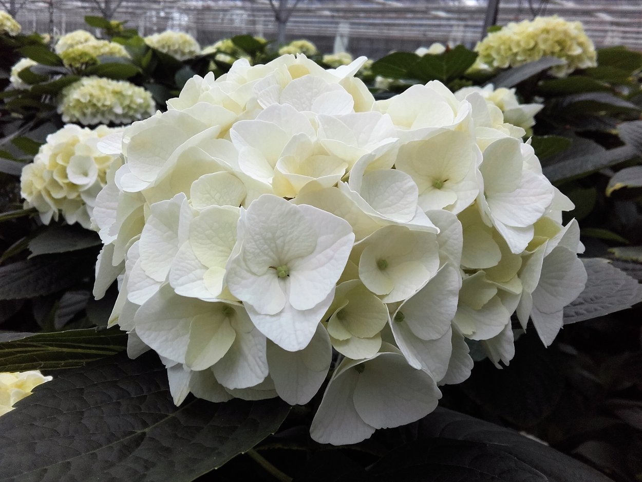 Гортензия крупнолистовая Мэджикал Перл