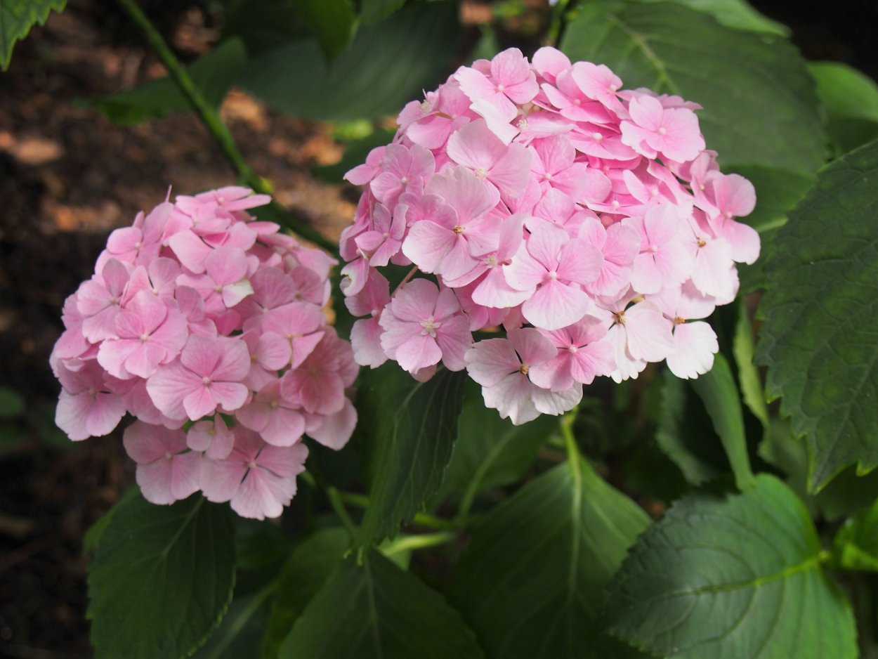 Гортензия макрофила d32 высота 80см