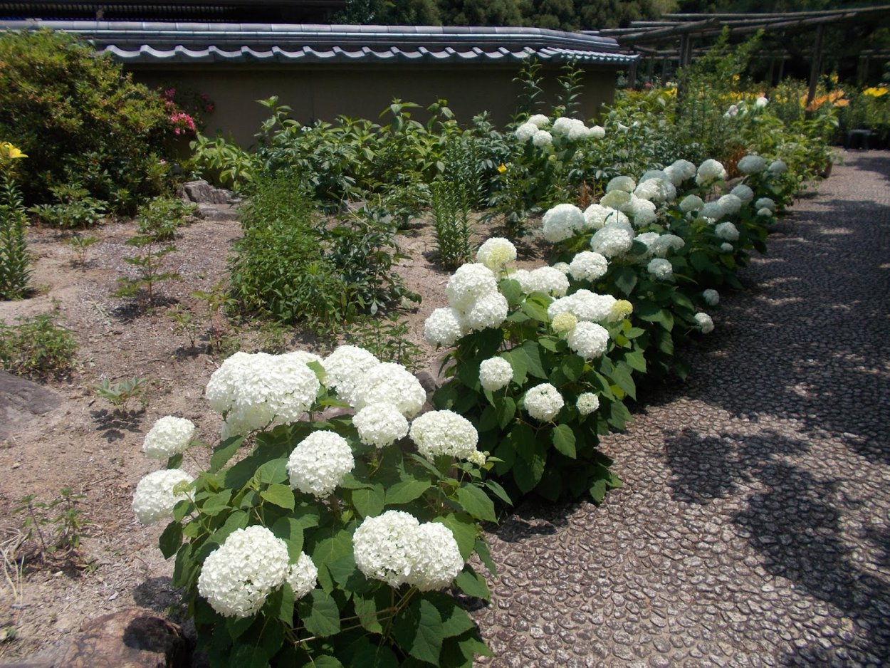 Гортензия Фестивальная Жемчужина