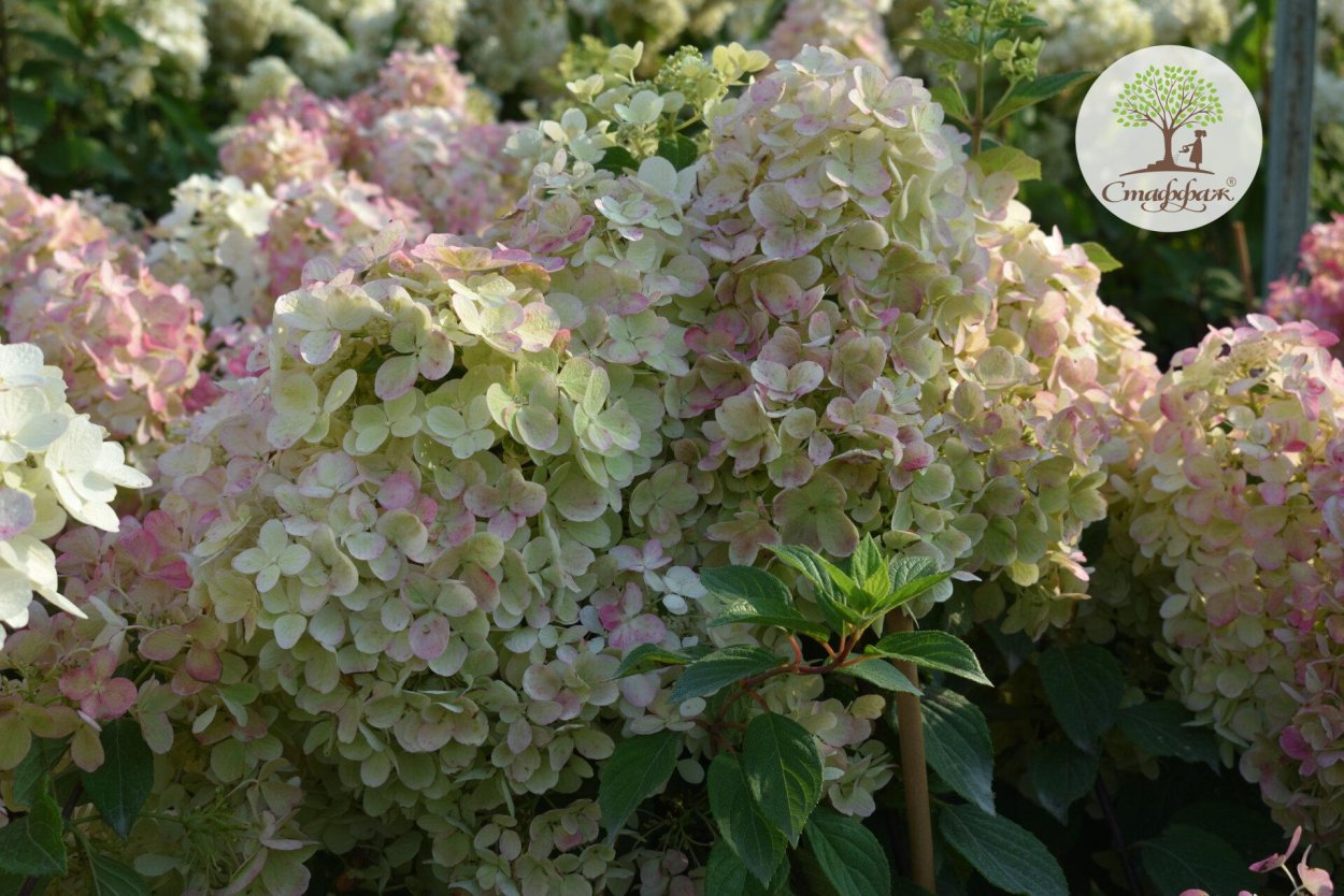 Гортензия метельчатая Infiniti